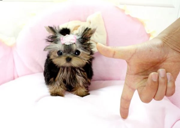cuccioli di yorkshire 
