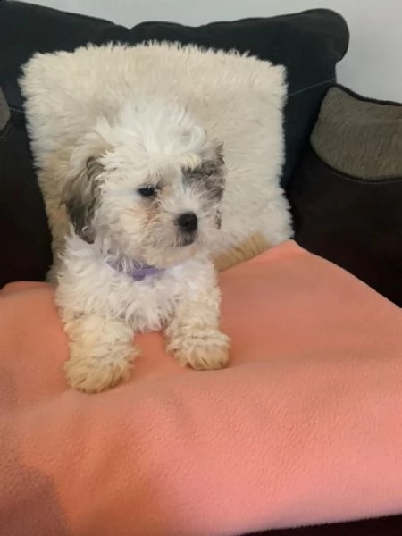 bellissimi cuccioli di razza bichon frise | Foto 0