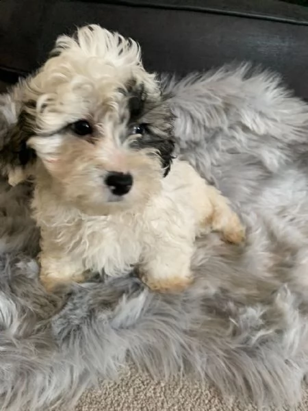 bellissimi cuccioli di razza bichon frise