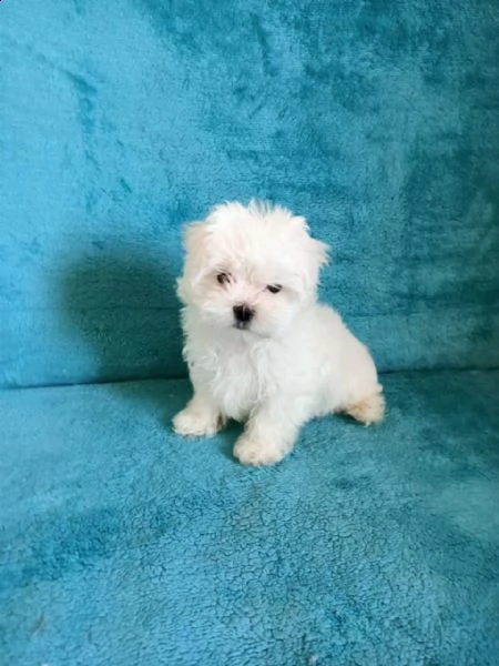 slatko malteško štene koje će vam rastopiti srce.