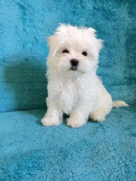 slatko malteško štene koje će vam rastopiti srce. | Foto 0