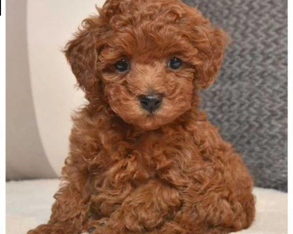 vendita cucciolo cuccioli di barboncino belli e sani disponibili per la vendita.