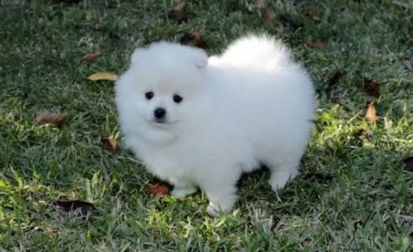 cuccioli maltesi regalo 