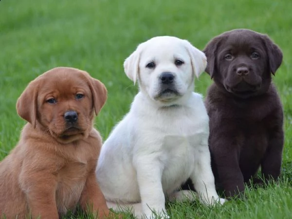 bellissimi cuccioli di labrador retriever sani e in adozione. sono pronti per una nuova casa ora con