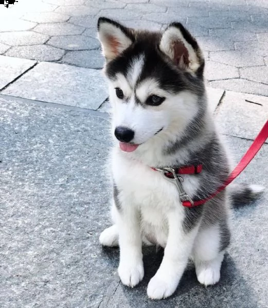 vendita cucciolo husky con pedigree