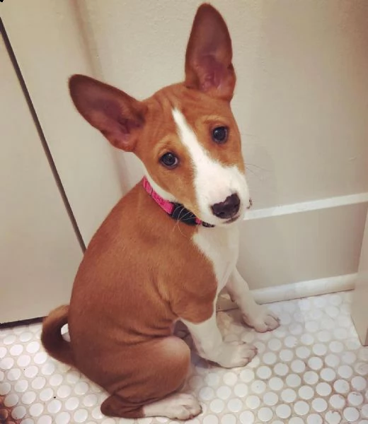 acquista questo bellissimo cucciolo basenji addestrato al vasino e stai certo di un meraviglioso com | Foto 1