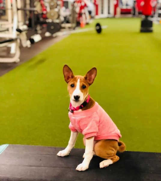 acquista questo bellissimo cucciolo basenji addestrato al vasino e stai certo di un meraviglioso com | Foto 0