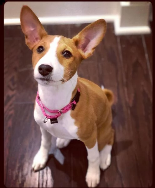 acquista questo bellissimo cucciolo basenji addestrato al vasino e stai certo di un meraviglioso com