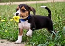 adorabili cuccioli di beagle femminucce e maschietti disponibili per l'adozione cuccioli sono vaccin