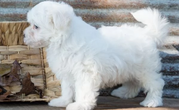 regalo maltese cuccioli meravigliosi ! 