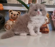 cucciolini di british shorthair. cuccioli di taglia piccola da adulti