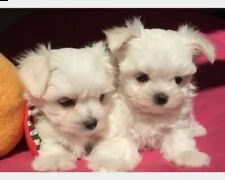 cuccioli di maltese toy