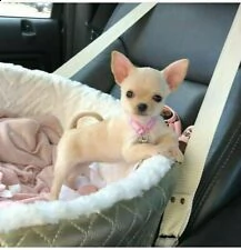 cediamo cuccioli di chihuahua 