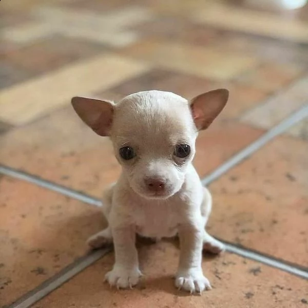 cuccioli di pincher chihuahua