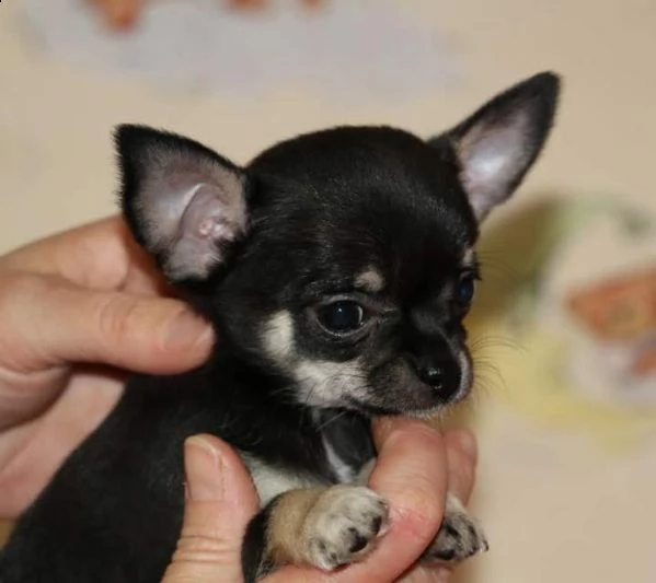 belle cuccioli di pincher chihuahua toy.