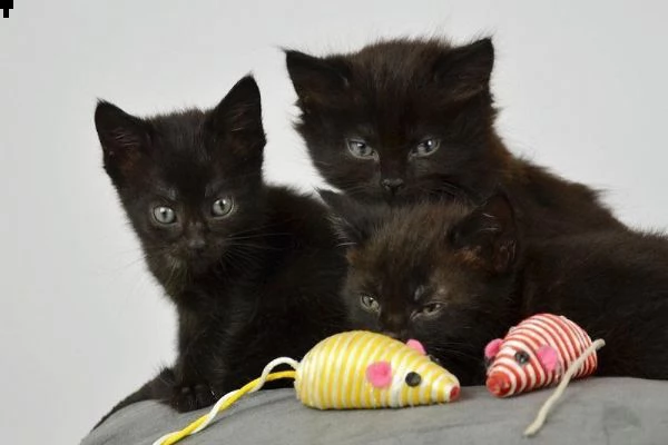 bellissimi gattini di bombay sani e in adozione. sono pronti per una nuova casa ora contattatemi gen