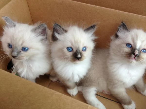 3 bellissimi gattini di ragdoll sani e in adozione. sono pronti per una nuova casa ora contattatemi 