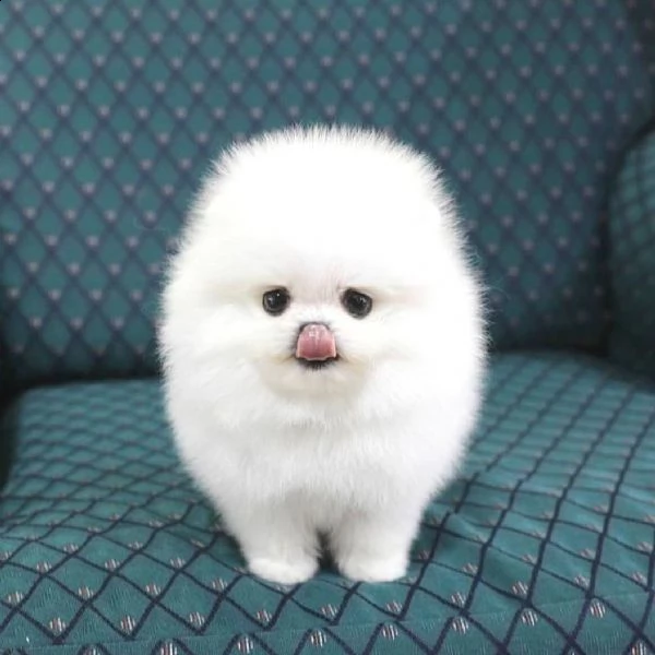 cuccioli pomeranian toy...