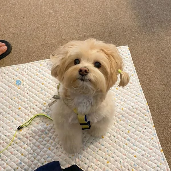 cuccioli maltese toy | Foto 0