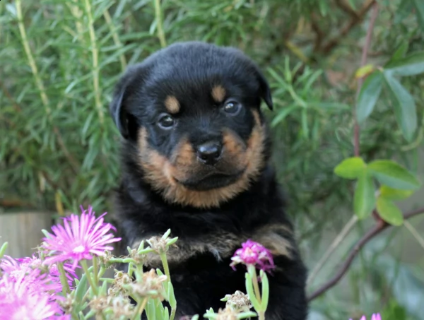  cuccioli di rottweiler  | Foto 1
