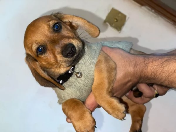 cuccioli di razza bassotto nani molto dolce