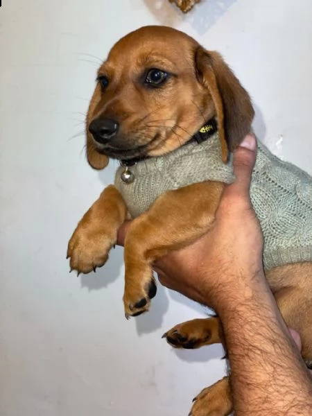 cuccioli di razza bassotto nani molto dolce | Foto 1