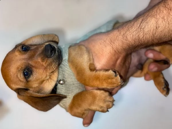 cuccioli di razza bassotto nani molto dolce | Foto 0