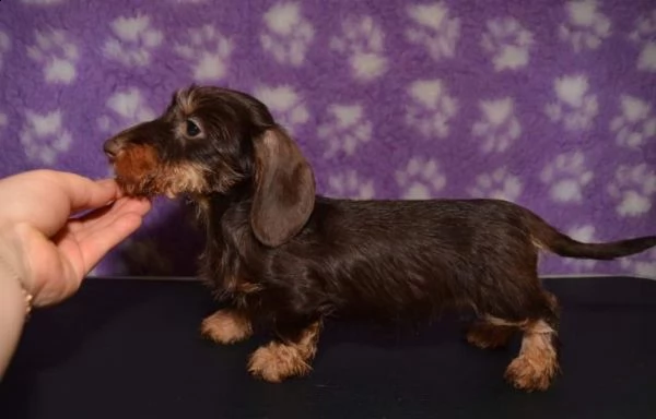 bassotto cuccioli nano a pelo lungo | Foto 1