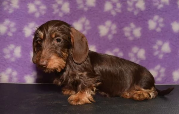 bassotto cuccioli nano a pelo lungo | Foto 0