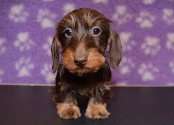 bassotto cuccioli nano a pelo lungo