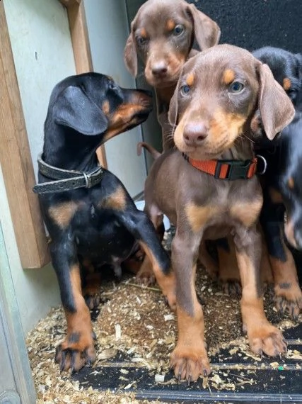 dobermann cuccioli  età di 3 mesi | Foto 1