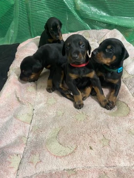 dobermann cuccioli  età di 3 mesi | Foto 0