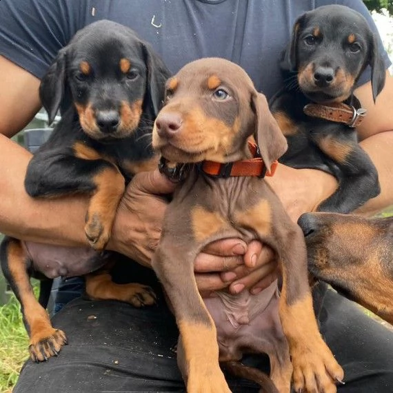 dobermann cuccioli  età di 3 mesi