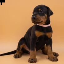 dobermann cuccioli standard | Foto 1