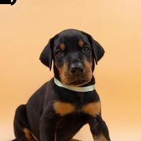 dobermann cuccioli standard | Foto 0