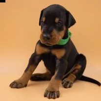 dobermann cuccioli standard