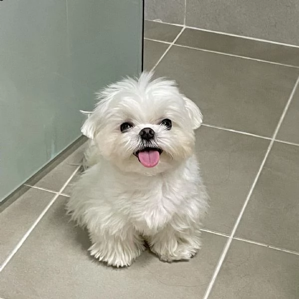 cuccioli maltese  | Foto 0