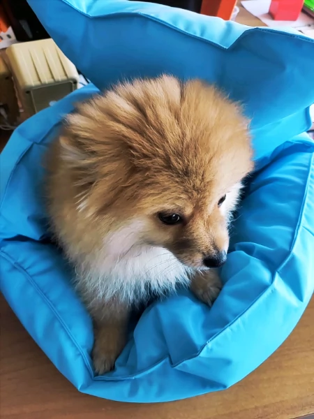 spitz tedesco nano ovvero volpino della pomerania toy como  | Foto 1