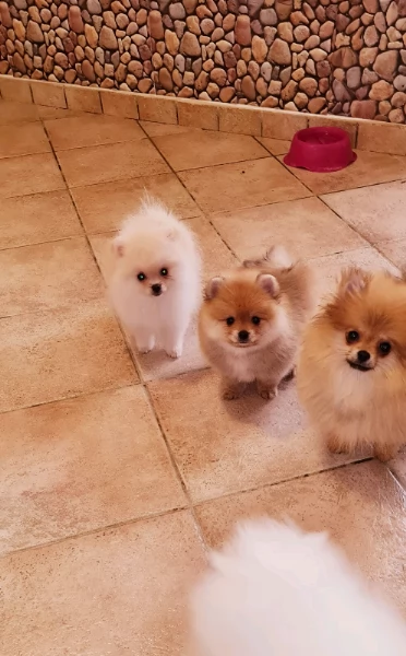 spitz tedesco nano ovvero volpino della pomerania toy como  | Foto 0