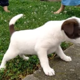 chihuahua allegro