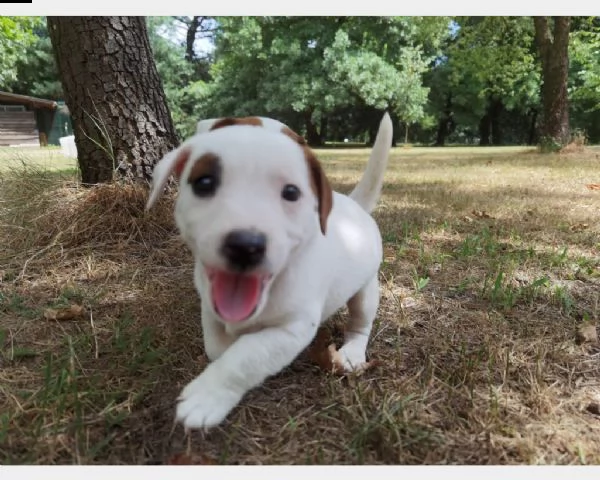 cuccioli di jack russell