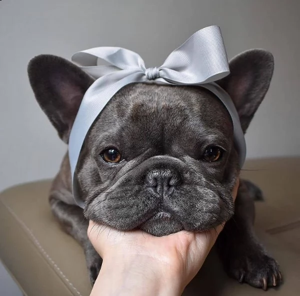 regalo cuccioli di buldog francese