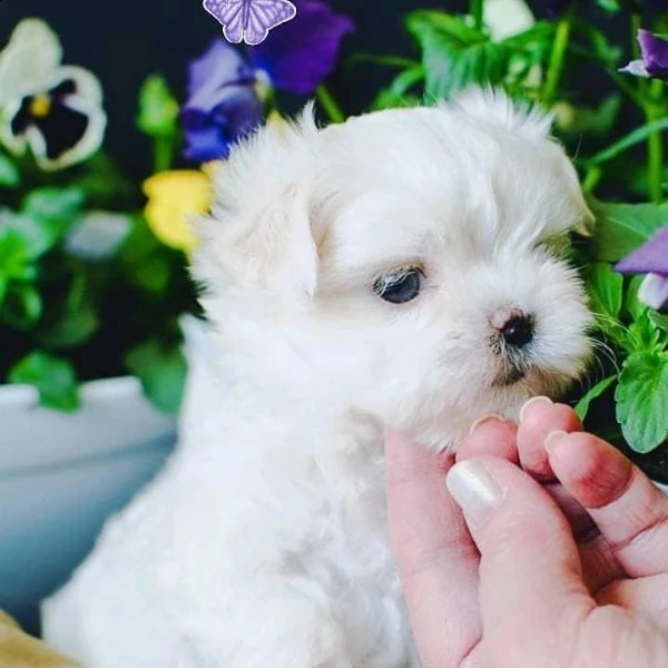 adorabili cuccioli maltesi