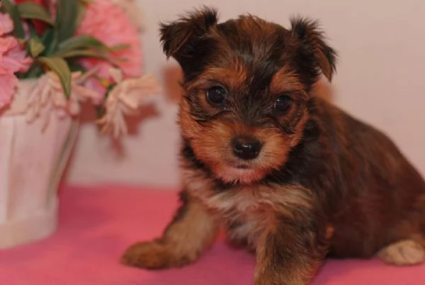 cuccioletto di york shire e schitzu 