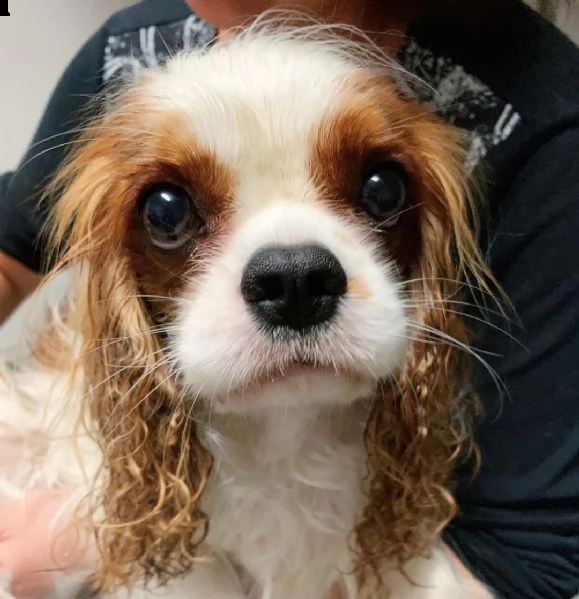 cavalier king charles | Foto 0