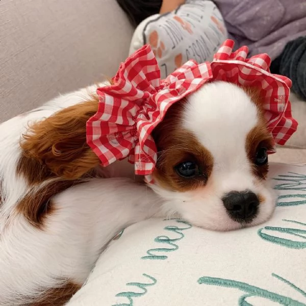 cavalier king charles