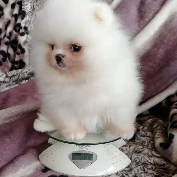 cuccioli  pomeranian | Foto 0