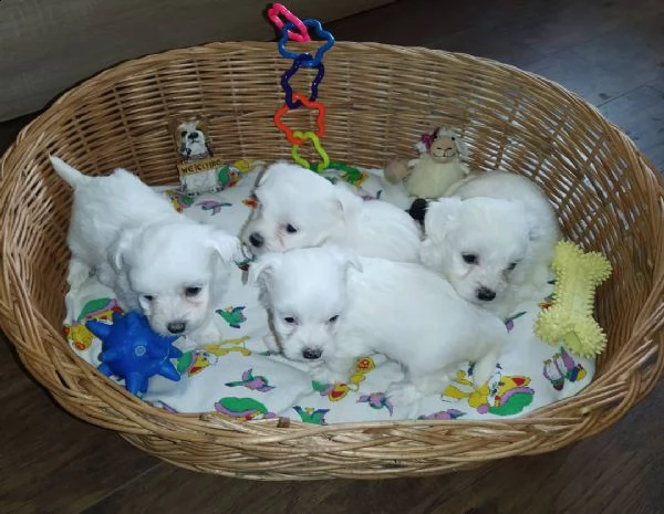 cuccioli maltesi regalo