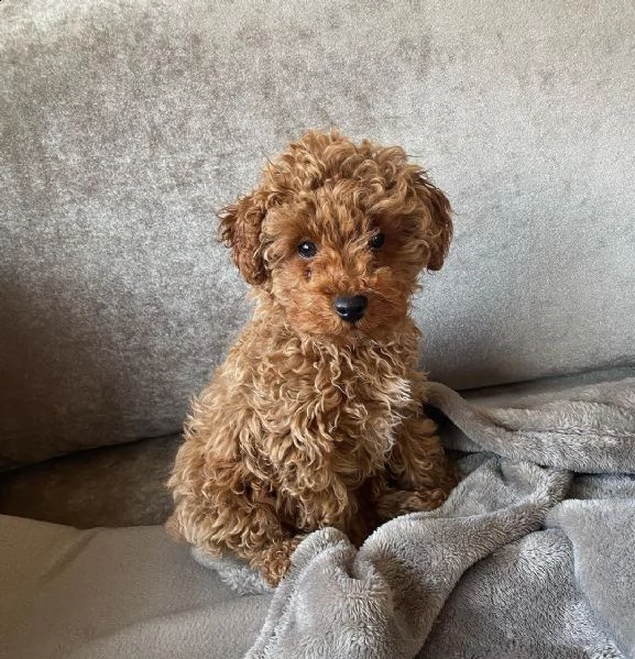 2regalo barboncino | Foto 0