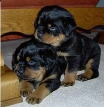 cuccioli di rottweiler di 12 settimane pronti per l'adozione.
